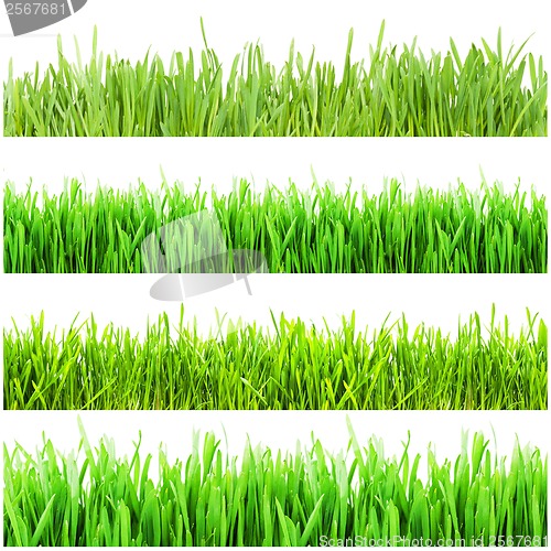 Image of Green grass