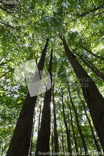 Image of Green forest
