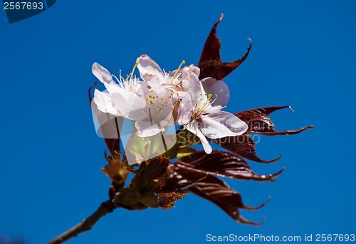 Image of Cherry blossom