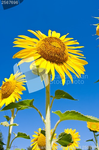 Image of Sunflower