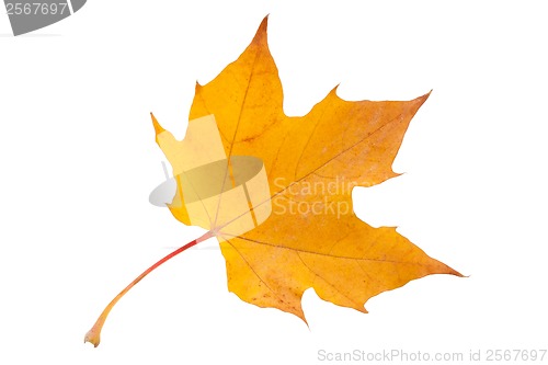 Image of Maple leaf