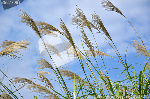 Image of Japanese grass