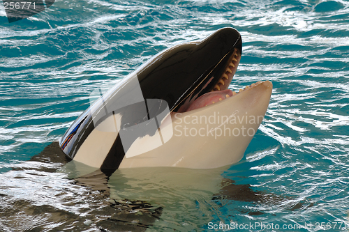 Image of Smiling killerwhale
