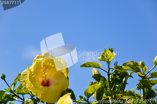 Image of Yellow Hibiscus at blue sky