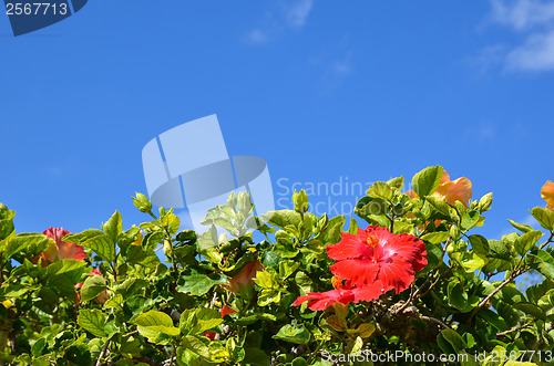 Image of Red Hibiscus