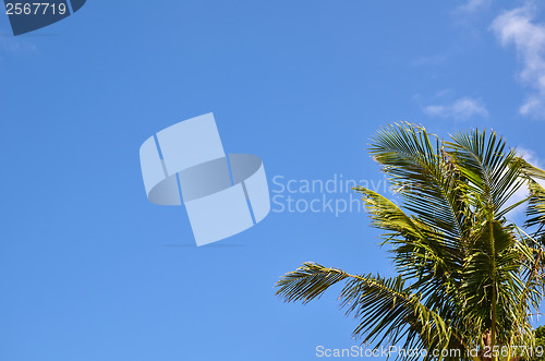 Image of Palm tree branches