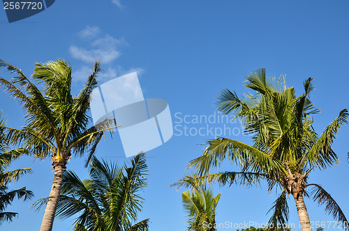 Image of Palm trees