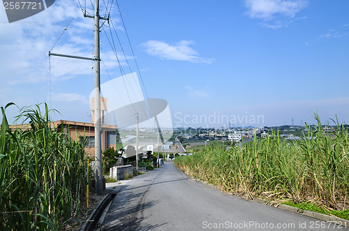 Image of Sugar cane fields