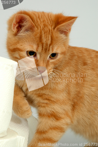 Image of Kitten on gray background