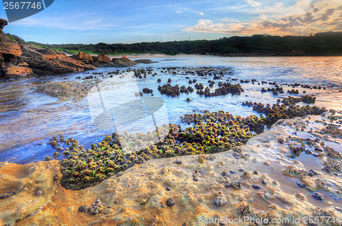 Image of Cunjevoi Sea Squirts