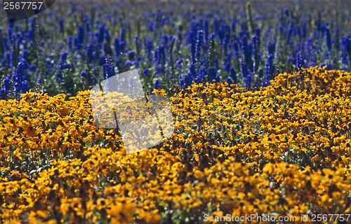 Image of Flower Farm