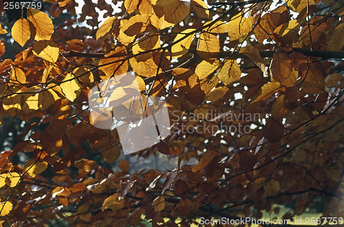 Image of Autumn leaves