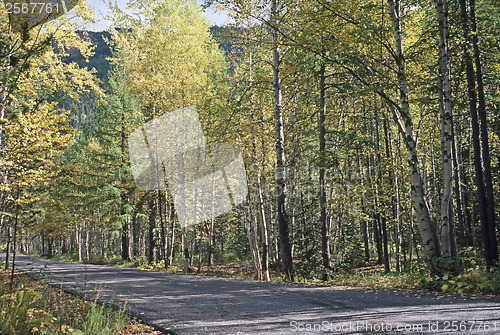 Image of Forest road