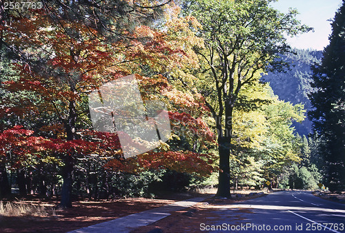 Image of Forest road