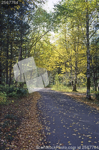 Image of Forest road