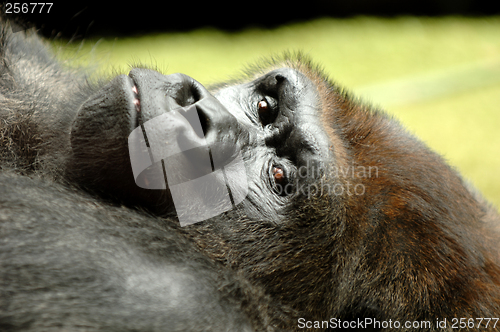 Image of Resting ape