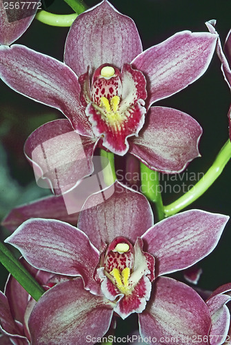 Image of Orchidea