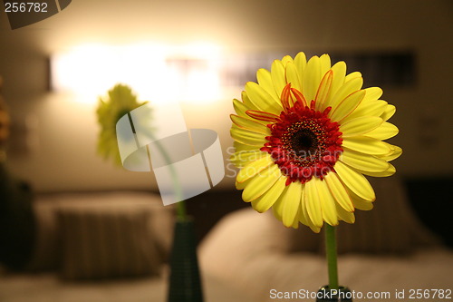 Image of flower in bed