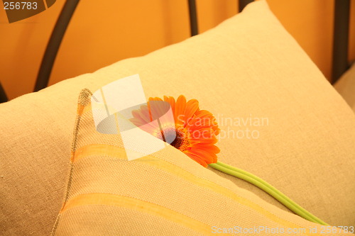 Image of flower in bed
