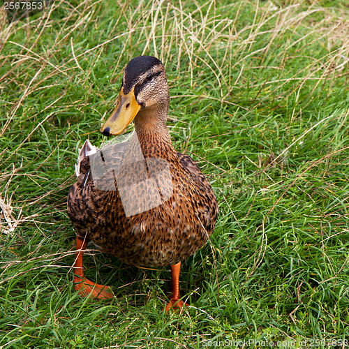 Image of Mallard Duck