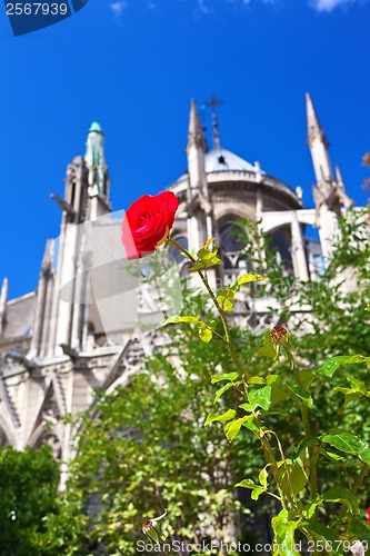 Image of Notre Dame de Paris