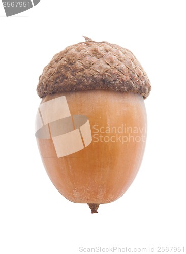 Image of Acorn