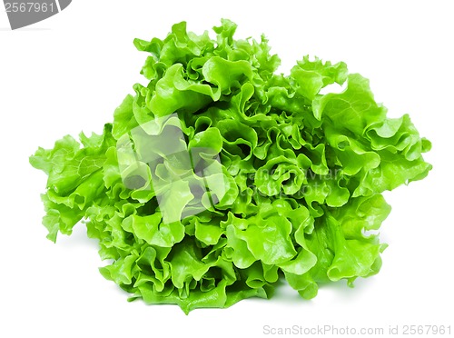 Image of Lettuce