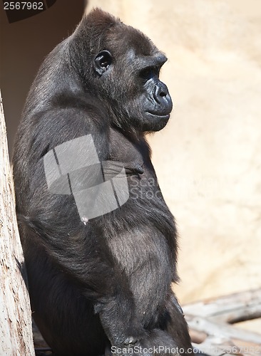 Image of Gorilla