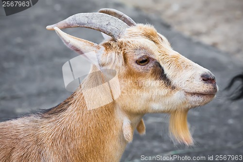 Image of Goat