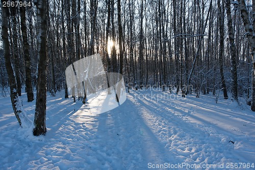 Image of Winter forest