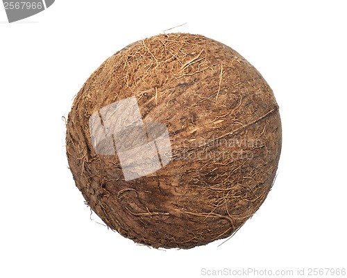 Image of Coconut