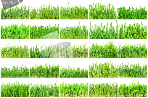 Image of Green grass