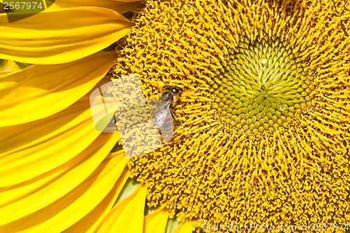 Image of Sunflower