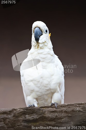 Image of Cockatoo parrot