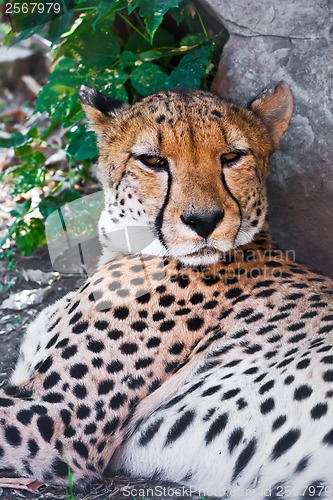 Image of Cheetah