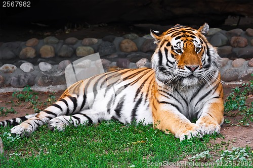 Image of Tiger
