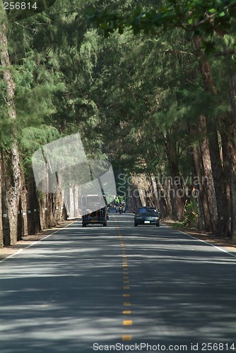 Image of Road under trees