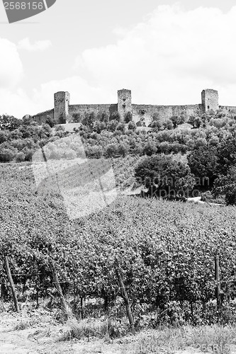 Image of Wineyard in Tuscany