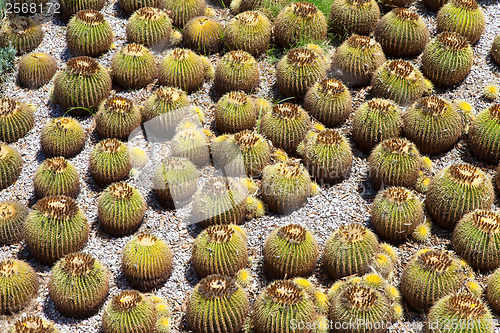 Image of Cactus Garden