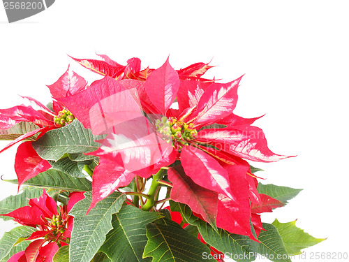 Image of Poinsettia Christmas Star