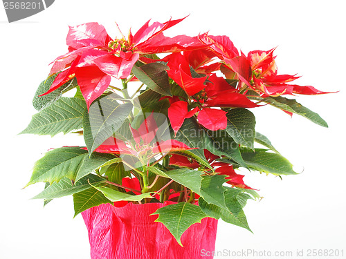 Image of Poinsettia Christmas Star