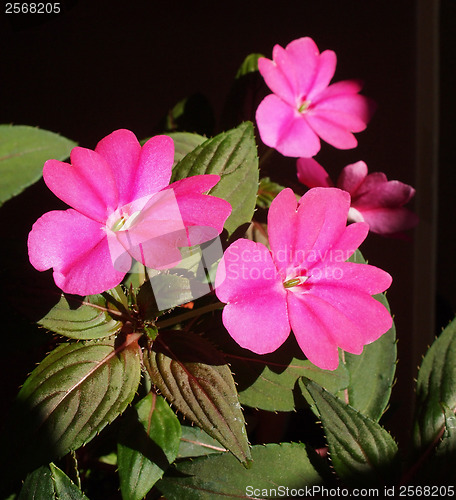 Image of Impatiens New Guinea flower