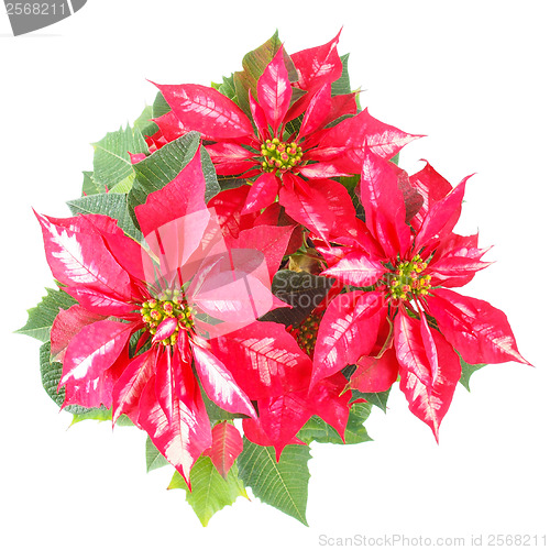 Image of Poinsettia Christmas Star