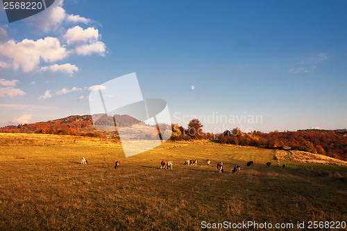 Image of Cows on pasture in autumn