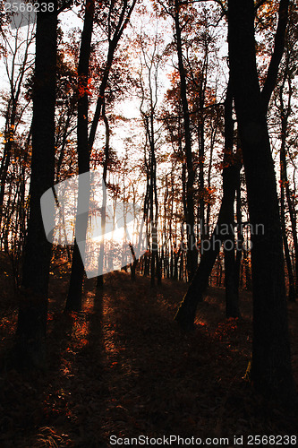 Image of Autumn oak forest