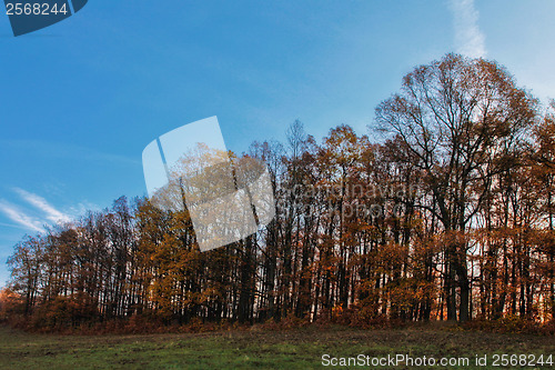 Image of Autumn oak forest