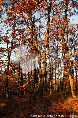 Image of Autumn oak forest