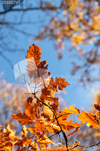 Image of Autumn oak leaves