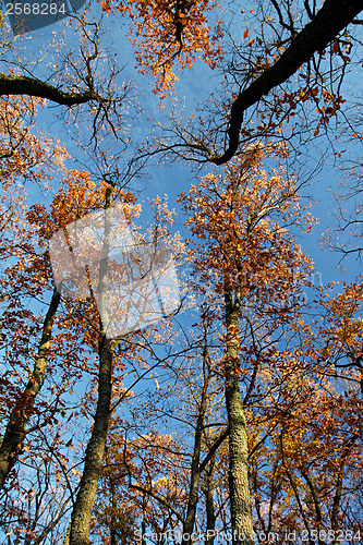 Image of Autumn treetops