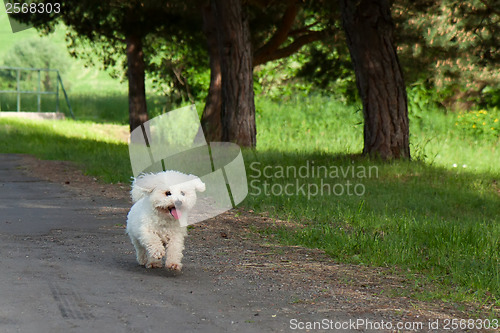 Image of Bichon runs